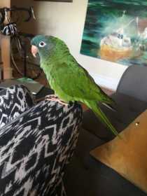 Lost Conure