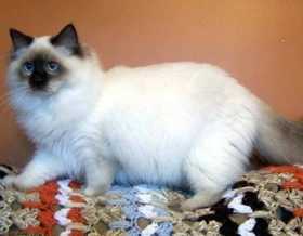 Lost Cat
