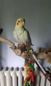 Lost Cockatiel