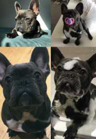 Lost Dog