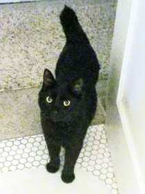Lost Cat