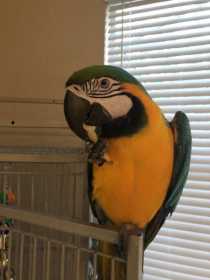 Lost Macaw