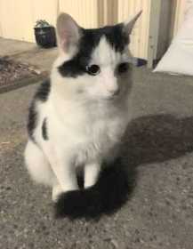Lost Cat