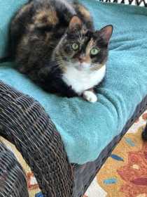 Lost Cat