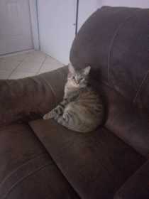 Lost Cat
