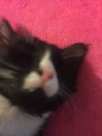 Lost Cat