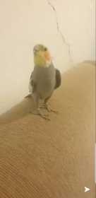 Lost Cockatiel