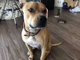 Lost Dog