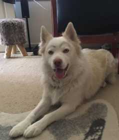Lost Dog