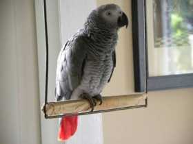 Lost African Grey