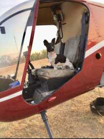 Lost Dog