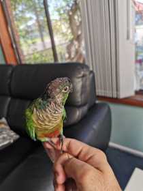 Lost Conure