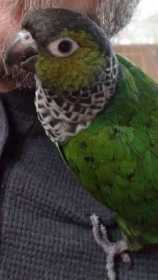 Lost Conure