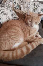 Lost Cat