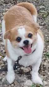 Lost Dog
