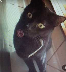 Lost Cat