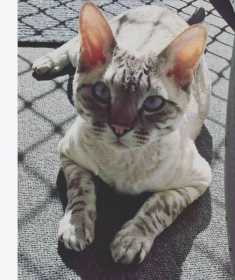 Lost Cat