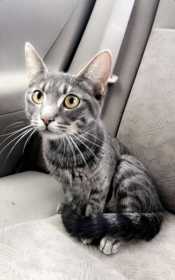 Lost Cat