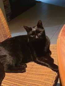 Lost Cat
