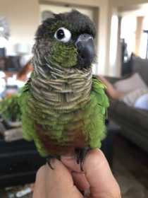 Lost Conure