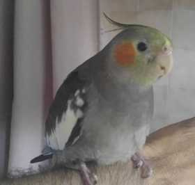 Lost Cockatiel