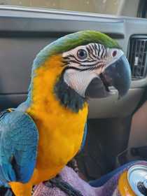 Lost Macaw