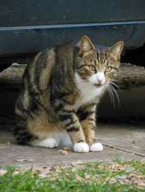 Lost Cat