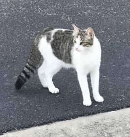 Lost Cat