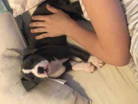 Lost Dog