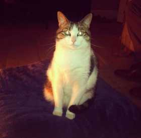 Lost Cat