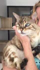 Lost Cat