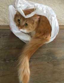 Lost Cat