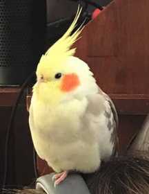 Lost Cockatiel