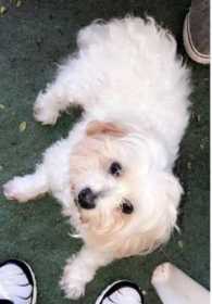 Lost Dog