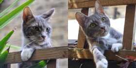 Lost Cat