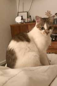Lost Cat