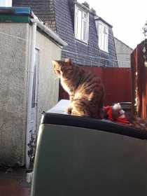Lost Cat