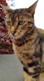 Lost Cat