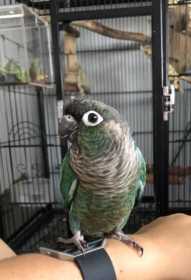 Lost Conure