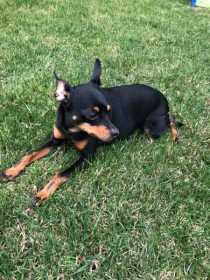 Lost Dog