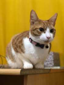 Lost Cat
