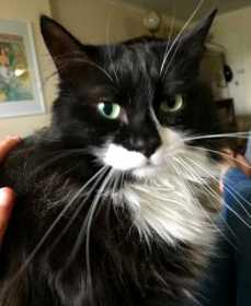 Lost Cat