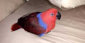 Lost Eclectus