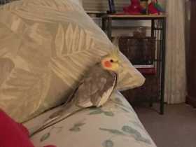 Lost Cockatiel