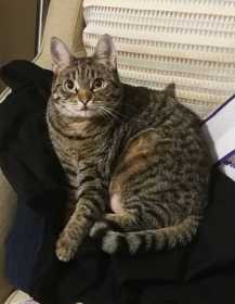 Lost Cat