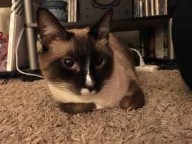 Lost Cat