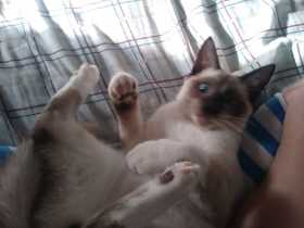 Lost Cat