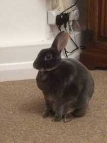 Lost Rabbit