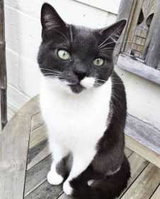 Lost Cat