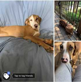 Lost Dog